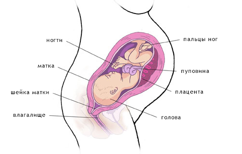 Как удлинить матку при беременности
