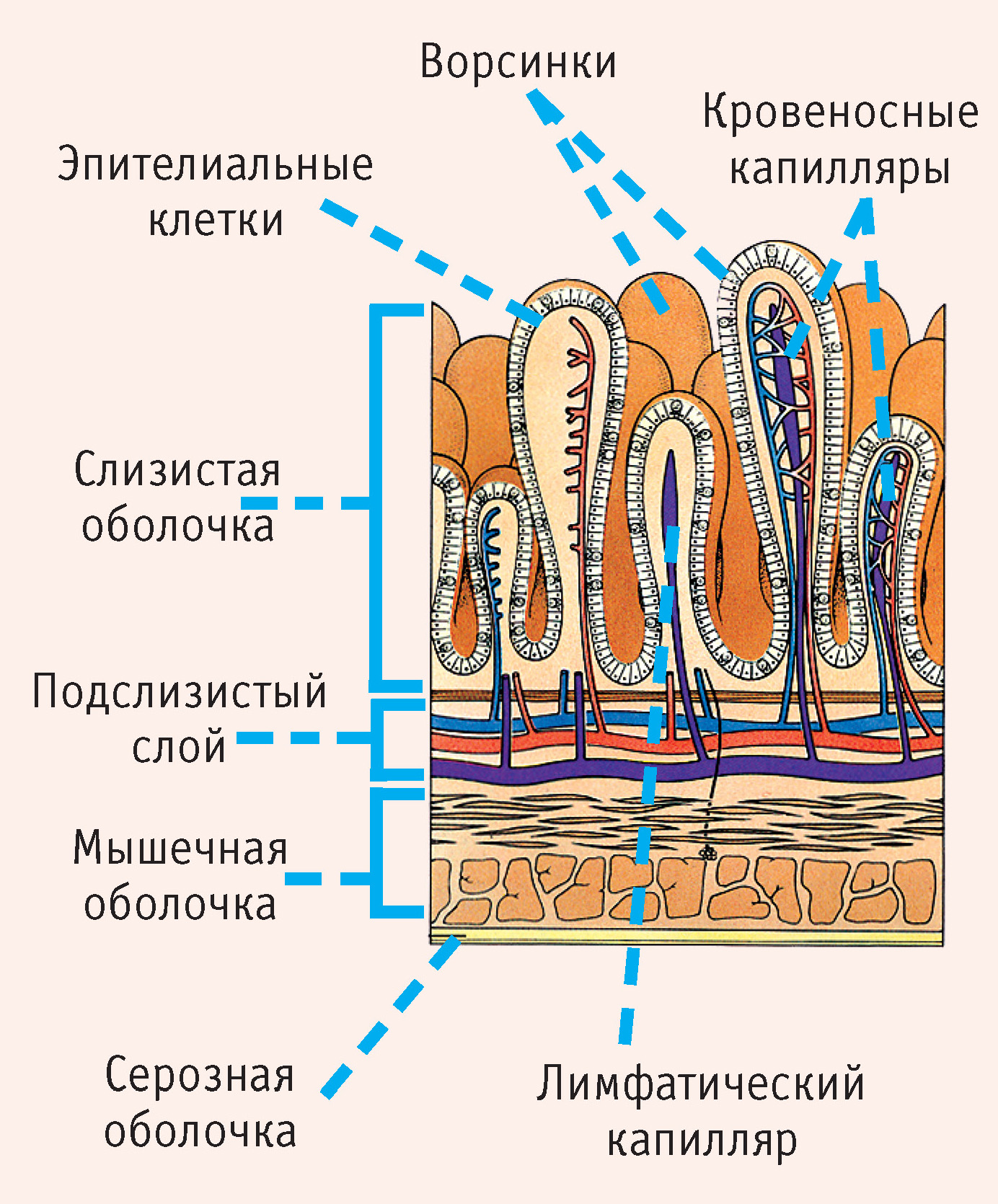 Ворсинка слизистой оболочки желудка. Строение кишечной ворсинки тонкой кишки. Строение кишечной аорсчнкеи схема. Схема строения ворсинки тонкой кишки анатомия. Слизистая оболочка тонкого кишечника строение.