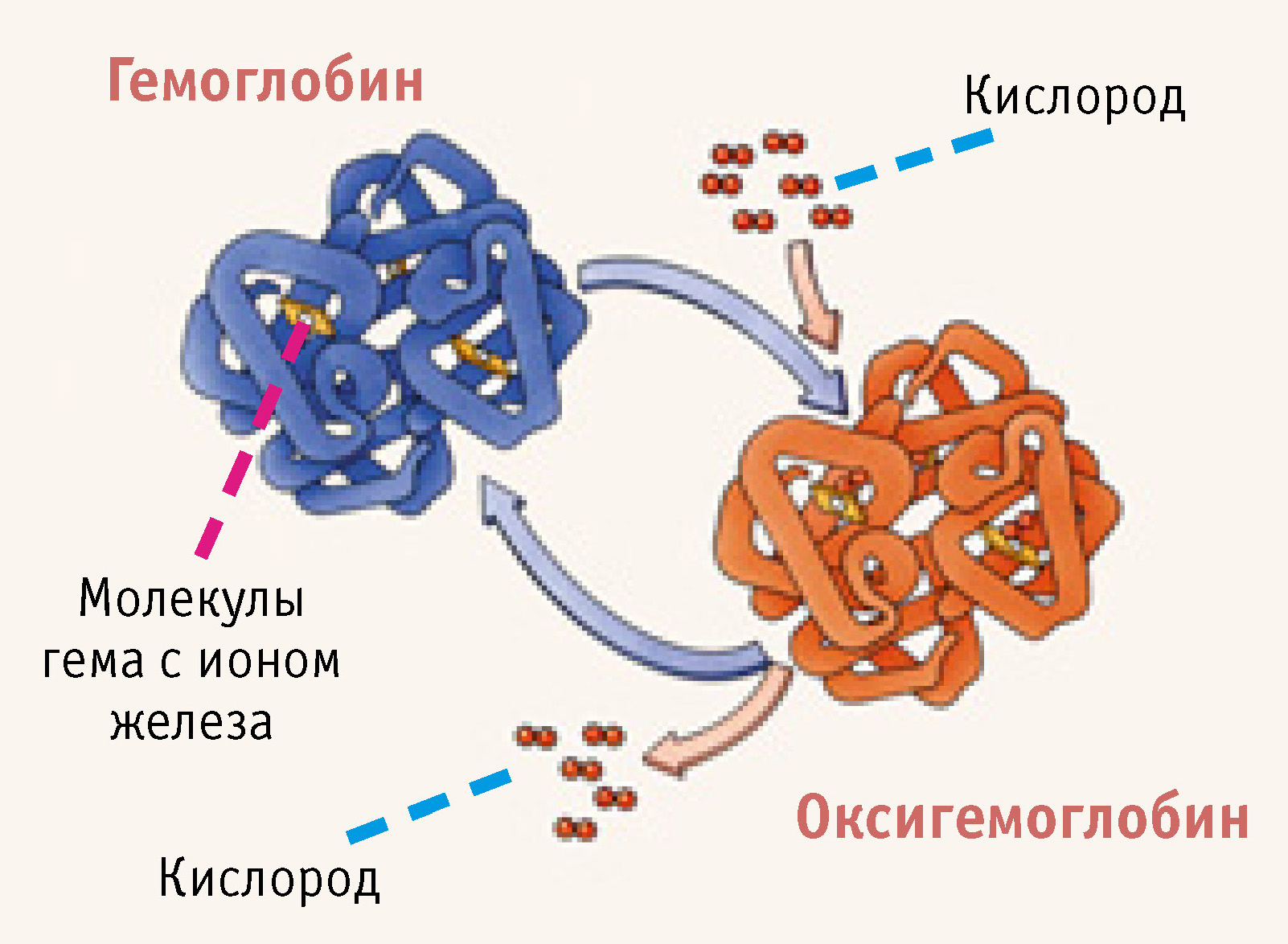 Схема связывания газов гемоглобином карбокси и метгемоглобин