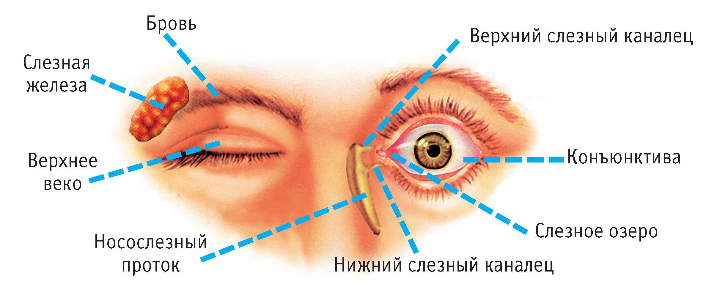 Ощущение мешает в глазу. Строение глаза слезная железа. Строение глаза конъюнктивальный. Строение глаза конъюнктива. Строение глаза слезный мешок.