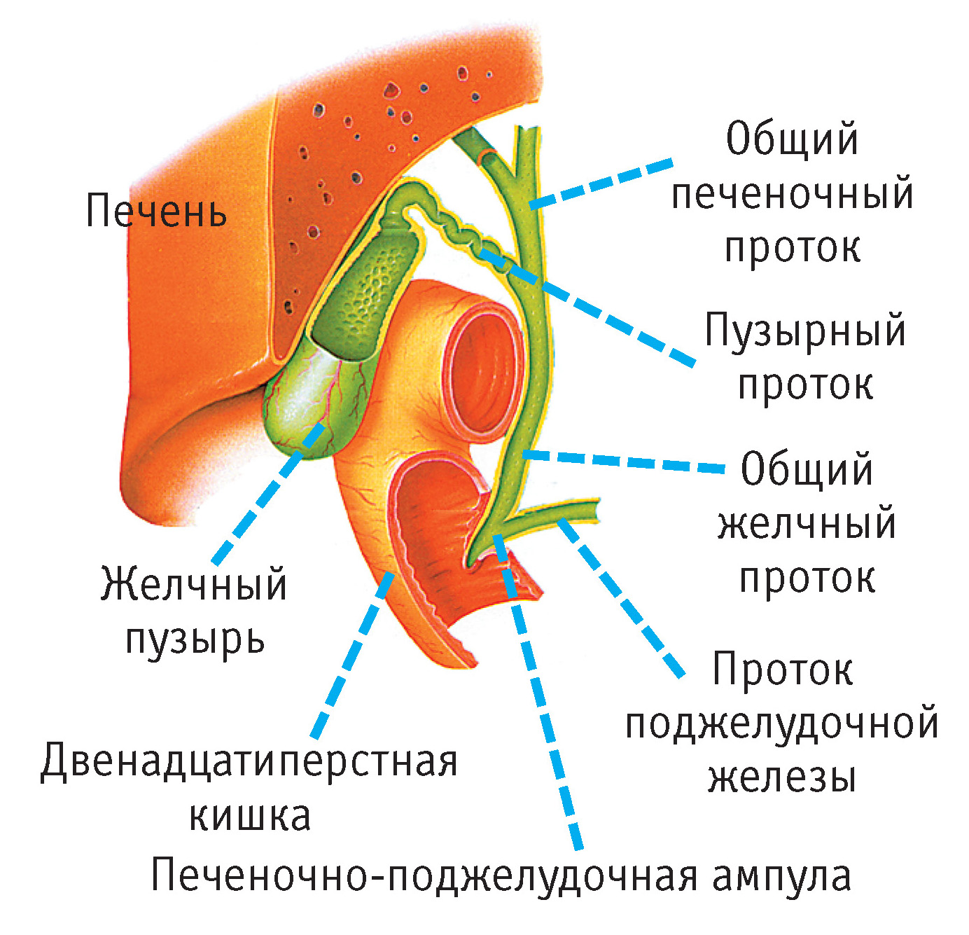 Желчный пузырь имеет. Желчный пузырь анатомия человека пузырный проток. Анатомия печень желчный пузырь протоки. Строение и расположение желчного пузыря. Желчный проток анатомия человека.