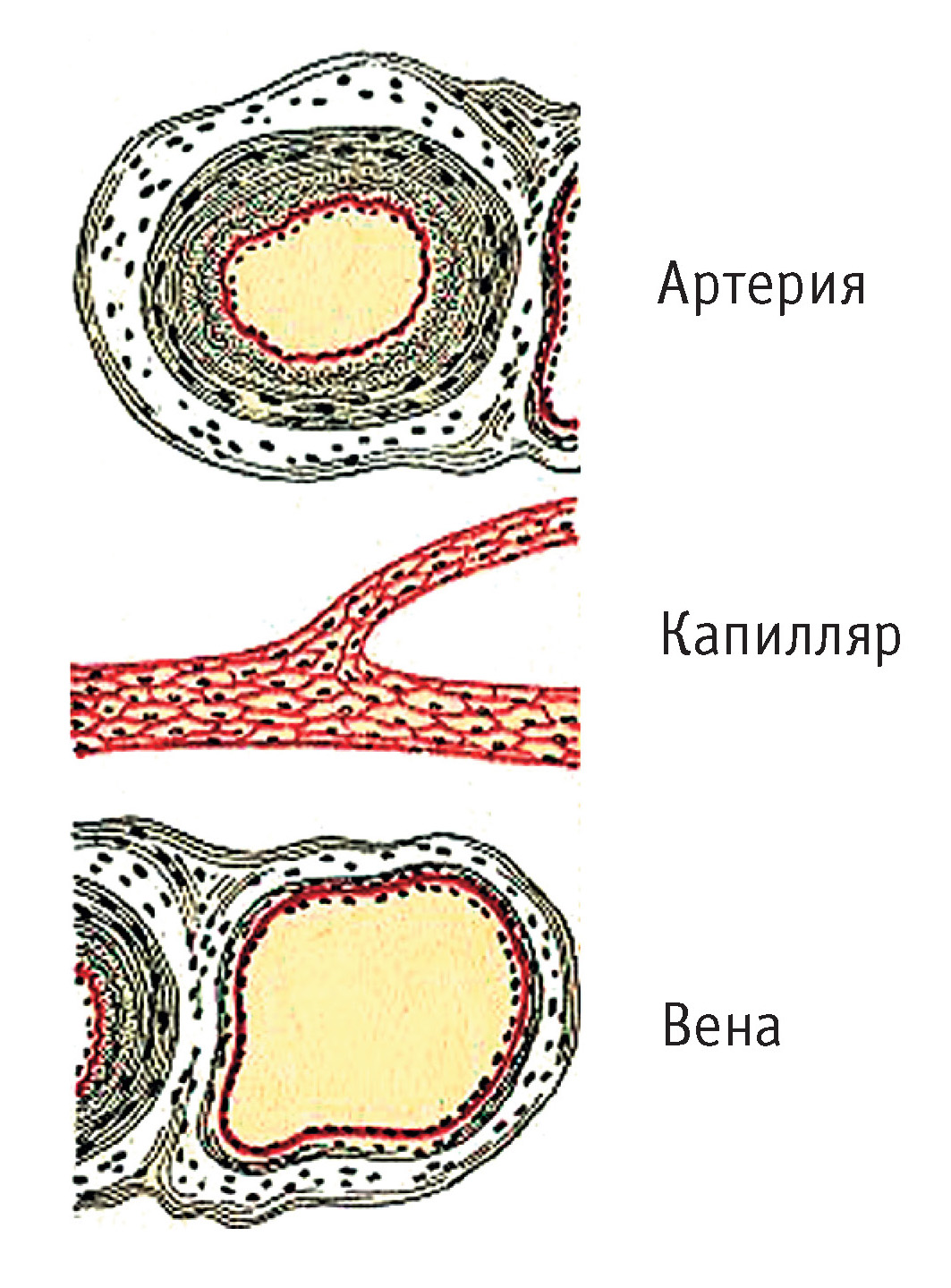 Капилляров вен