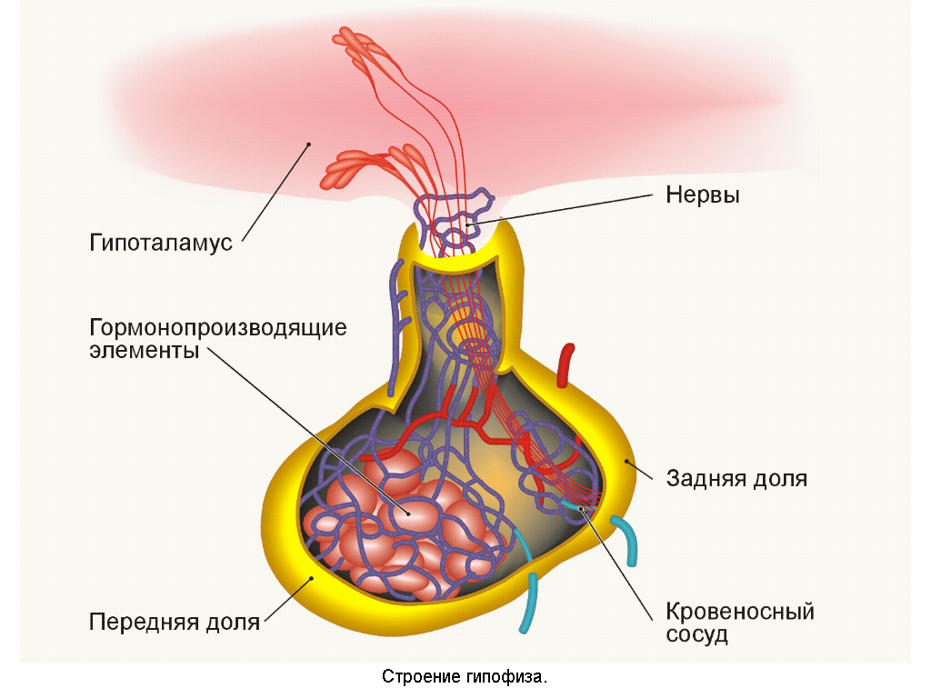 Гипофиз рисунок с подписями